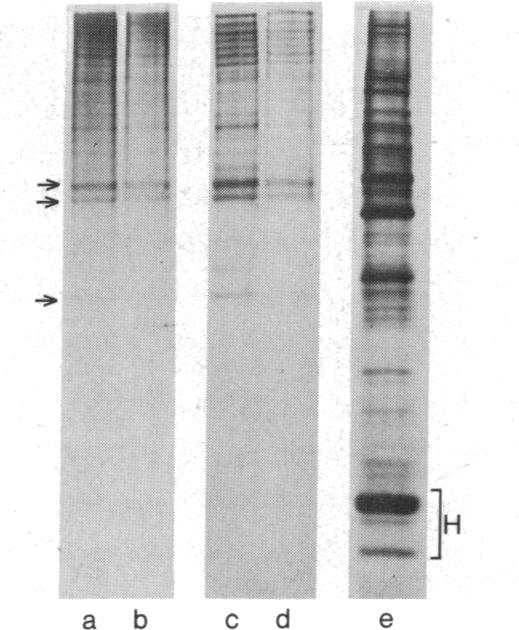 graphic file with name pnas00033-0239-a.jpg