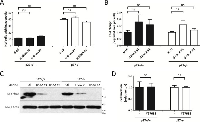 Figure 7—figure supplement 1.