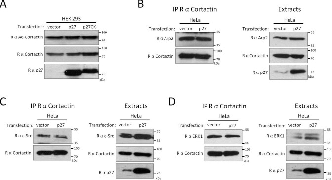 Figure 5—figure supplement 1.