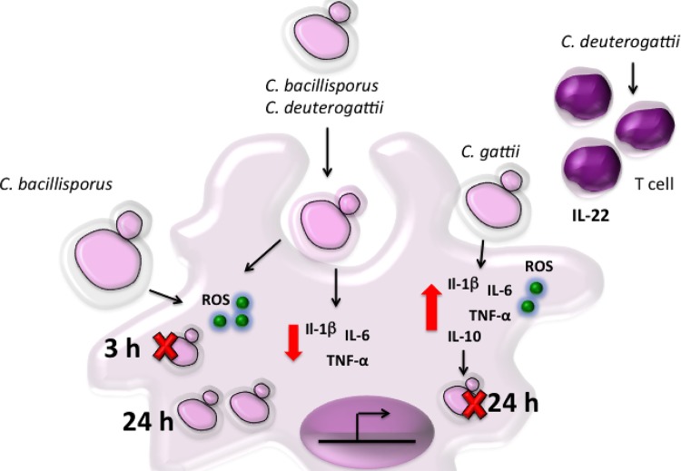 FIG 5