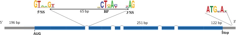 Schematic representation of a typical Cryptococcus gene. The coding sequence (CDS) is represented in blue whereas the untranscribed regions (UTR) are in grey. The consensus sequences associated with the 5’ splice site (5’SS) 3’ splice site (3’SS) and branching point (BP) are indicated. The average size of the introns, exons, 3’ and 5’UTR regions are given.