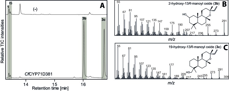 Figure 3—figure supplement 2.