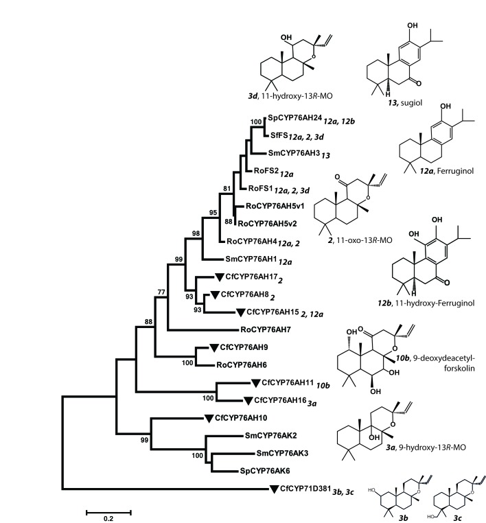 Figure 11.