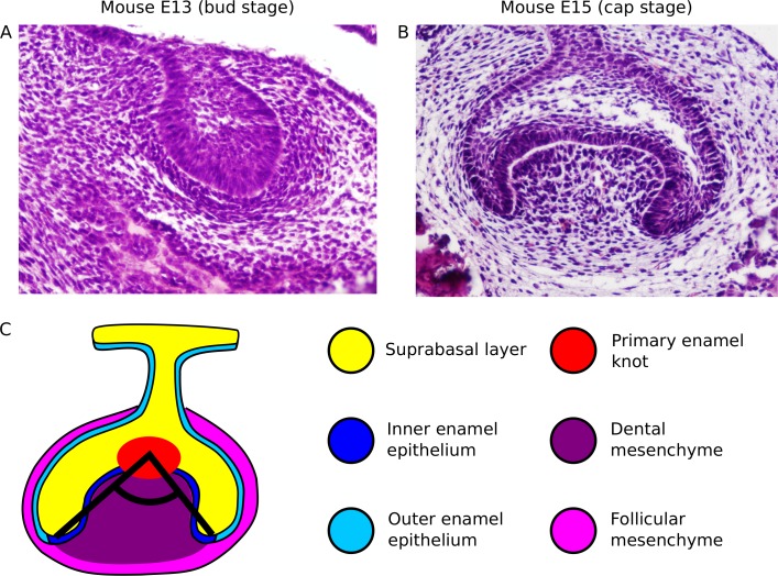 Fig 1