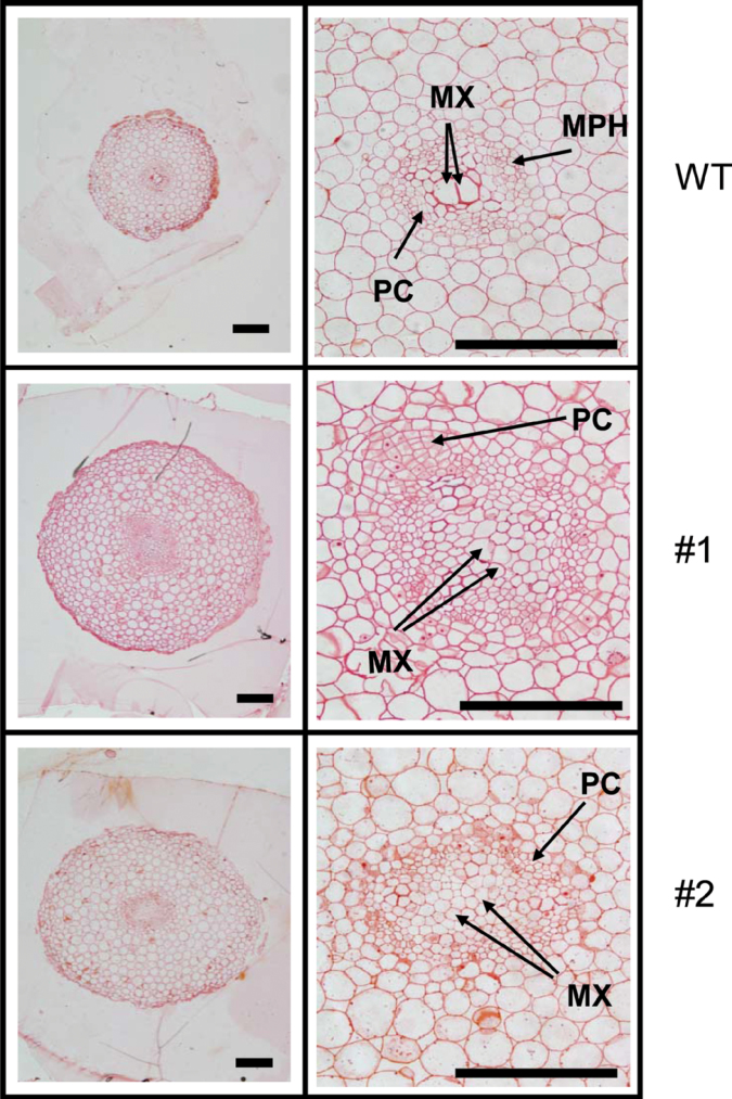 Fig. 5. 