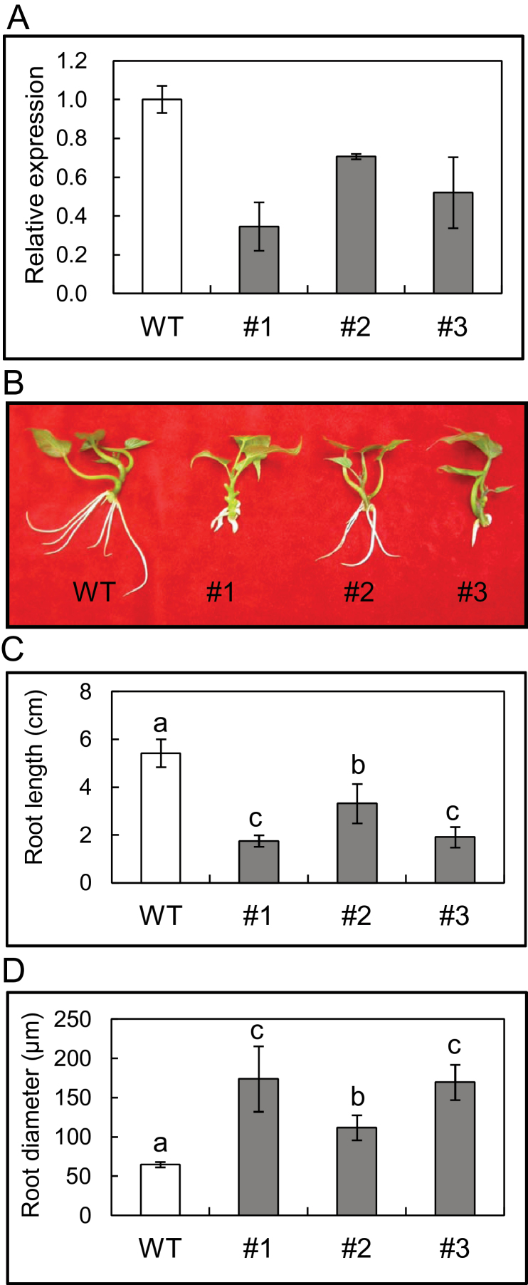 Fig. 3. 