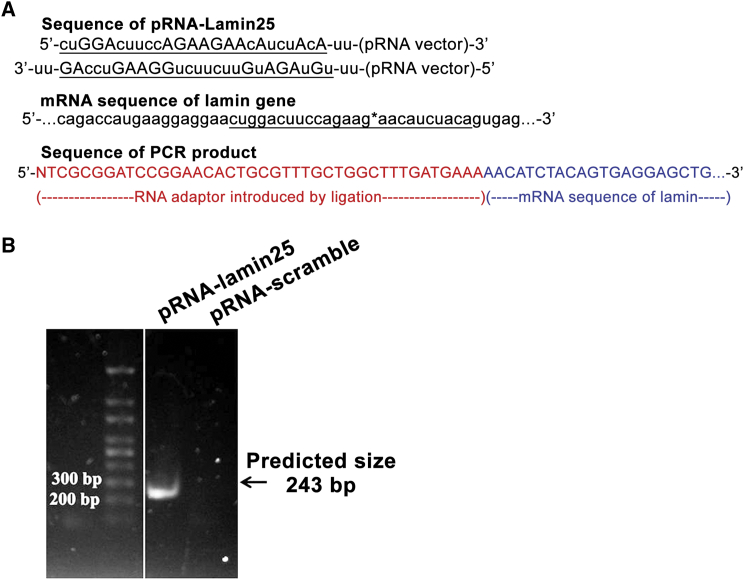 Figure 1