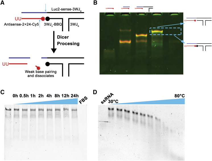 Figure 2