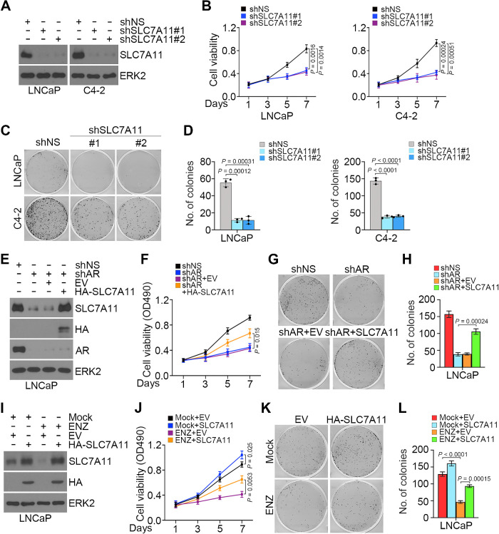 Figure 4. Role of SLC7A11 in AR-mediated prostate cancer cell growth. A–D, LNCaP and C4–2 cells transfected with shNS or shSLC7A11 and stable cell lines were used for Western blot analysis (A), MTS assays (B), and colony formation assays, followed by photographing (C) and quantification (D). Three biological replicates were analyzed. ERK2 was used as a loading control. E–H, LNCaP cells were infected with lentivirus expressing the indicated shRNAs or expression vectors for 72 hours and subjected to Western blot analysis (E), MTS assays (F), and colony formation assays, followed by photographing (G) and quantification (H). Three biological replicates were analyzed. I–L, LNCaP cells infected with lentivirus expressing the indicated plasmids were treated with or without ENZ and subjected to Western blot analysis (I), MTS assays (J), and colony formation assays, followed by photographing (K) and quantification (L). Three biological replicates were analyzed.