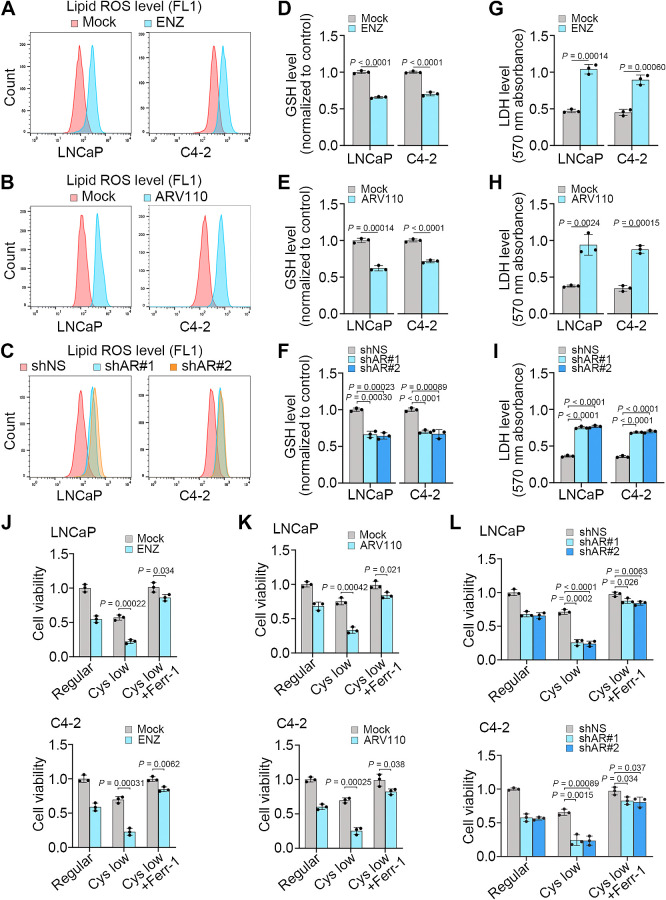 Figure 1. AR antagonists promote ferroptosis in prostate cancer cells. A–I, LNCaP and C4–2 cells treated with vehicle (mock) or ENZ, vehicle (mock) or ARV110, or transfected with nonspecific shRNA (shNS) or AR-specific shRNAs (shAR#1 and #2). At 48 hours after treatment, cells were subjected to measurement of lipid peroxidation by C11-BODIPY staining and flow cytometry (A–C), and measurement of intracellular levels of GSH (D–F) and LDH (G–I). Experiments were repeated three times independently and similar results were obtained. J–L, Cell viability in LNCaP and C4–2 cells cultured in regular or cystine-low (2 μmol/L) medium in the presence or absence of Ferr-1 and treated with vehicle or ENZ (J), ARV110 (K), or infected with lentivirus expressing nonspecific shRNA (shNS) or AR-specific shRNAs (L) for 72 hours.