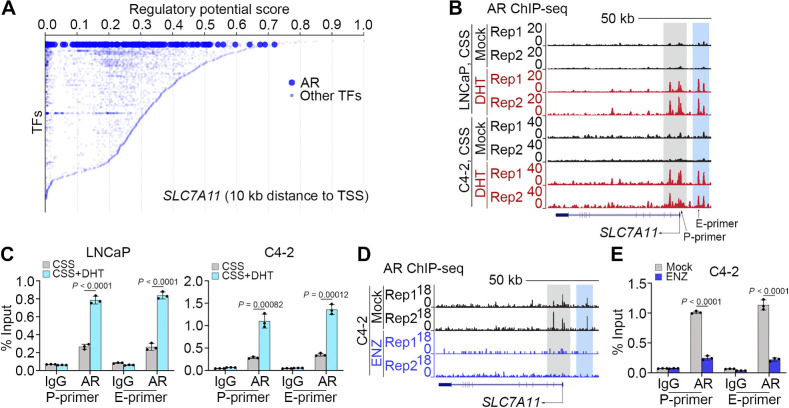 Figure 3. AR promotes SLC7A11 expression at transcriptional level. A, Meta-analysis of ChIP data of transcription factors that potentially bind to the SLC7A11 gene locus using the online-based platform Cistrome software (http://dbtoolkit.cistrome.org). B and C, UCSC screenshot of AR ChIP-Seq showing AR occupancy at the SLC7A11 loci in LNCaP and C4–2 cells cultured in CSS medium and treated with or without DHT (B), and qChIP-PCR analysis of AR binding at the SLC7A11 promoter and enhancer regions in LNCaP and C4–2 (C) cells with the same treatment as in B. D and E, AR ChIP-Seq occupancy profiles at the SLC7A11 loci in C4–2 cells treated with or without ENZ (D). qChIP-PCR confirming AR binding at the SLC7A11 promoter and enhancer region was abolished in C4–2 cells (E) with the same treatment as in D.