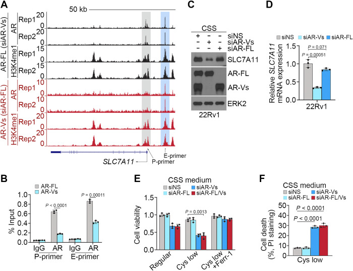 Figure 6. AR-Vs promote SLC7A11 expression and suppress ferroptosis. A, UCSC screenshot of ChIP-seq data of AR and H3K4me1 showing AR occupancy and the level of H3K4me1 at the SLC7A11 gene locus in 22Rv1 cells in which endogenous AR-FL and AR-Vs were specifically knocked down individually. B, qChIP-PCR confirming the binding of AR-FL and AR-Vs at the SLC7A11 promoter and enhancer regions in 22Rv1 cells. C and D, 22Rv1 cells transfected with nonspecific siRNA (siNS), siRNA specific for AR-FL (siAR-FL), and siRNAs specific for AR-Vs (siAR-Vs, including siAR-V1, V3, V4, and V7) and cultured in CSS medium were subjected to Western blot (C) and qRT-PCR (D) analysis. ERK2 was used as a loading control. E and F, 22Rv1 cells transfected with indicated siRNAs and cultured in regular or cystine-low CSS medium in the presence or absence of Ferr-1 were subjected to MTS (E) and FACS analysis (F) after cells were stained with propidium iodide (PI).