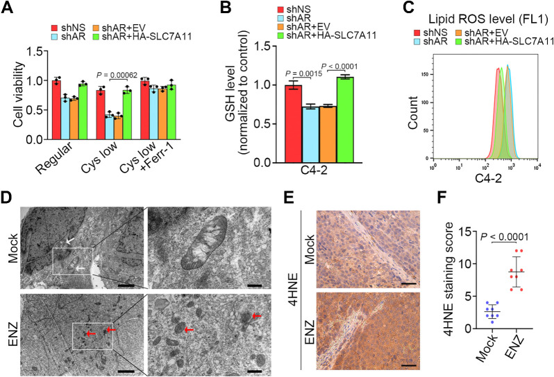 Figure 5. SLC7A11 attenuates ferroptosis induced by AR antagonist. A–C, C4–2 cells infected with lentivirus expressing the indicated shRNAs and/or expression vectors and cultured in regular or cystine-low medium (2 μmol/L) for 48 hours and subjected to MTS assays (A), measurement of intracellular GSH levels (B), and detection of lipid peroxidation by flow cytometry after C11-BODIPY staining (C). Three biological replicates were analyzed. D, C4–2 cells treated as indicated were subjected to transmission electron microscopy. White arrows, mitochondria with obvious cristae. Red arrows, shrunken mitochondria. Scale bars, left, 2 μm; right, 500 nm. Experiment was repeated three times independently with similar results. E and F, Representative images (E) and quantitative data (F) for IHC staining of 4HNE in C4–2 xenograft tumors in mice treated with or without ENZ for 20 days.