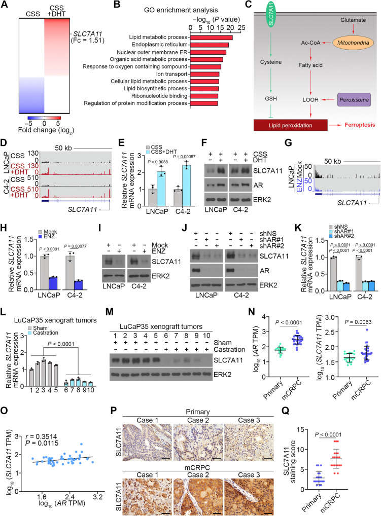 Figure 2. Genome-wide analyses link AR to metabolism-related biological processes. A, Heatmap showing expression of genes downregulated (left) and upregulated (right) by DHT treatment relative to mock in LNCaP cells cultured in medium containing charcoal-stripped serum (CSS). B, GO enrichment analysis of the 415 upregulated genes [log2 (fold change) > 1] using the tools from the GSEA website (https://www.gsea-msigdb.org/gsea/msigdb/human/annotate.jsp). Top 10 annotation clusters are shown according to their enrichment scores [−log10 (P value)]. C, Diagram showing the role of SLC7A11 in the context of ferroptosis regulation. D, UCSC Genome Browser screenshot of RNA-seq data showing SLC7A11 expression levels in LNCaP (GSM2432771 vs. GSM2432769) and C4–2 cells (GSM2432783 vs. GSM2432781) cultured in CSS medium and treated with or without DHT (10 nmol/L) for 24 hours. E and F, qRT-PCR (E) and Western blot (F) analysis of SLC7A11 expression in LNCaP and C4–2 cells treated as in D. G–I, UCSC screenshot of RNA-seq data (G) showing SLC7A11 expression levels in LNCaP cells (GSM6132392 vs. GSM6132398) treated with or without ENZ (10 μmol/L) for 72 hours and qRT-PCR (H) and WB (I) analysis of SLC7A11 expression in LNCaP and C4–2 cells with the same treatments as in G. J and K, Western blot (J) and qRT-PCR (K) analysis of SLC7A11 protein (J) and mRNA expression (K) in LNCaP and C4–2 cells infected with lentivirus expressing nonspecific shRNA (shNS) or AR-specific shRNAs for 72 hours. L and M, qRT-PCR (L) and Western blot (M) analysis of LuCaP35 xenograft tumors from male mice (n = 5 mice/group) treated with sham castration or castration for 1 week. N, The dot plots showing the comparison of expression levels of AR (left) and SLC7A11 (right) between primary tissues and corresponding metastatic prostate cancer patient samples (GSE32269). O, The scatter plots showing the positive correlation between AR and SLC7A11 mRNA expression in GSE32269 dataset. P and Q, Representative images (P) and quantitative data (Q) for SLC7A11 protein IHC staining in a group of primary tissues (n = 20) and metastatic CRPC samples (n = 20).