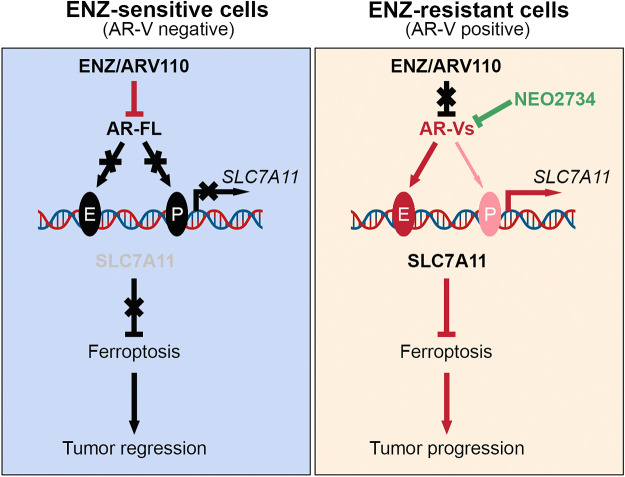 Figure 8. Hypothetical working model. AR-FL transactivates SLC7A11 gene transcription by directly occupying at the promoter and enhancer regions of SLC7A11 gene. Antiandrogen treatment suppresses SLC7A11 expression and induces ferroptosis in prostate cancer cells by inhibiting AR-FL-mediated transactivation of SLC7A11 expression (left). In contrast, AR-Vs preferentially bind to the SLC7A11 gene enhancer and upregulate SLC7A11 expression, thereby conferring resistance to ferroptosis induced by ENZ treatment (right). However, the effect of AR-Vs can be abolished by CBP/p300 and BET dual inhibitor treatment-mediated inhibition of AR-V expression.