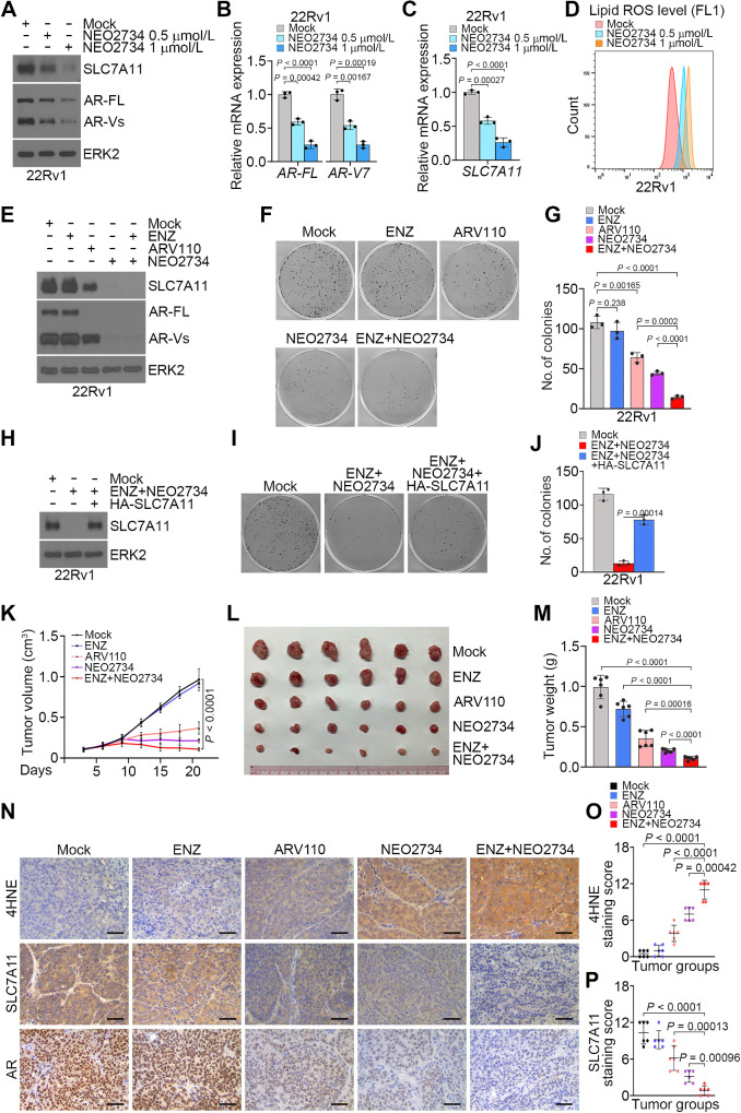 Figure 7. Dual inhibitor NEO2734 cotreatment overcomes AR-V-mediated resistance to ferroptosis and ENZ in prostate cancer. A–C, 22Rv1 cells treated with vehicle or different doses of NEO2734 for 24 hours were subjected to WB (A) and qRT-PCR analysis of AR-FL and AR-V7 (B), and SLC7A11 mRNA expression (C). D, 22Rv1 cells treated with vehicle or different doses of NEO2734 for 36 hours were subjected to the detection of lipid peroxidation by flow cytometry after C11-BODIPY staining. E–G, 22Rv1 cells were treated as indicated and subjected to WB analysis at 48 hours posttreatment (E), colony formation assay after 12 days of treatment followed by colony photographing (F) and quantification (G). H–J, 22Rv1 cells infected with lentivirus expressing empty vector or HA-SLC7A11 and stable cells were subjected to WB analysis (H) and treated with vehicle or ENZ plus NEO2734 followed by colony formation assay for 12 days. Colonies were photographed (I) and quantified (J) at the end of treatment. K–M, Mice with 22Rv1 xenograft tumors were treated with the indicated drugs and tumor volumes were measured at the indicated time points (K) and tumors were photographed (L) and weighted (M) at the end of drug treatment (day 21). Data shown as mean ± SD (n = 6 replicates/group). N–P, Representative images (N) and quantitative data for IHC staining of 4HNE (O) and SLC7A11 (P) proteins in 22Rv1 xenograft tumors.