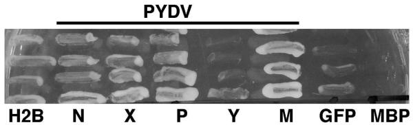 Fig. 7