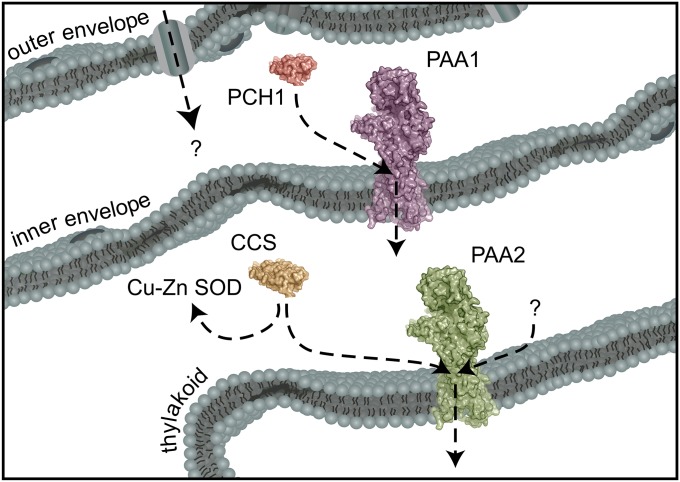 Fig. 6.