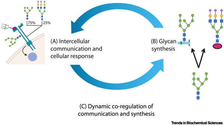 Figure 1 (Key figure) -