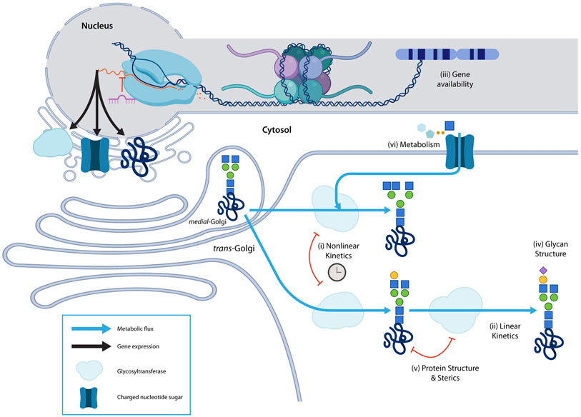 Figure 4 -