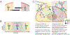 Figure 3 -