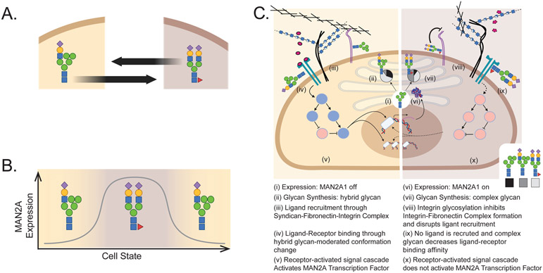 Figure 3 -