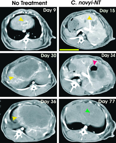 Fig. 6.