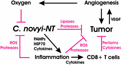 Fig. 8.