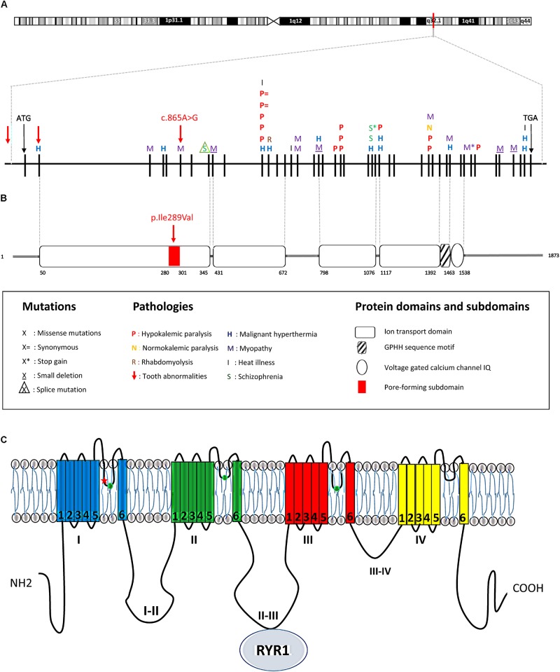 FIGURE 3