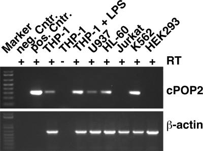 FIG. 2.