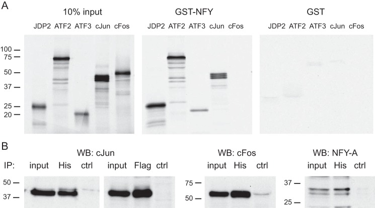 FIGURE 4.