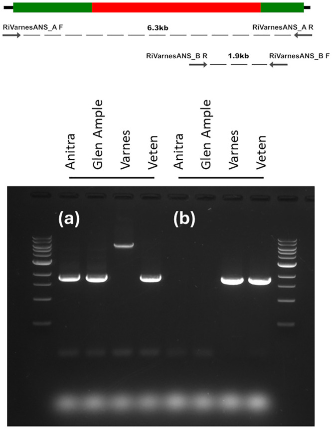 Fig 5