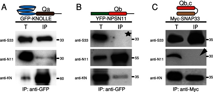 FIGURE 1: