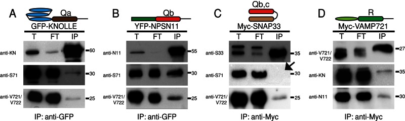 FIGURE 3: