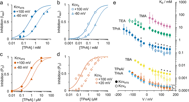 Panels A-B show representative concentration–response curves of single experiments for KcvNTS and KcvS for the blockers TPrA and TPeA. All curves have the typical Hill-shape with a Hill factor of 1. Panel E shows the KD for both channels and all blockers in this study over a voltage range from approximately -100 mV to -160 mV. All KD curves rise to higher values with negative voltages with similar steepness. KD decreases with blocker size. For TPrA and TBA, the KD in KcvS is slightly lower than in KcvNTS.