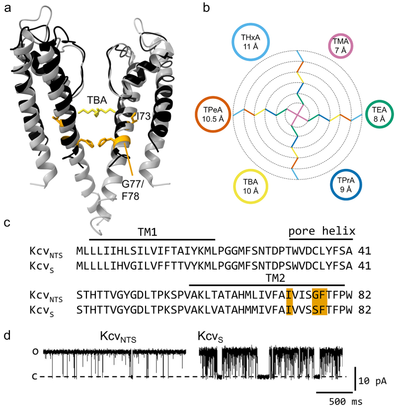 Panel A shows a structural model of KcvNTS overlaid with a model of KcsA. They are very similar. The KcsA model illustrates the position of the blocker TBA in the cavity. Panel B illustrates the blocker structures and sizes used in this paper. Panel C shows an amino acid sequence alignment of the channels KcvNTS and KcvS. Panel D shows representative single-channel current traces of KcvNTS and KcvS at +120 mV. The open probability of KcvS is significantly smaller.