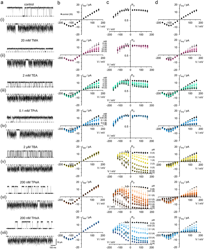 A large figure. Panel A shows representative single-channel current traces of KcvNTS for all blockers used in this study. The slowing down of the block with increasing blocker size can be seen. Panels B-D show the respective single-channel IV curves, open probabilities, and average current for different blocker concentrations. The block is stronger at positive voltages in all cases.