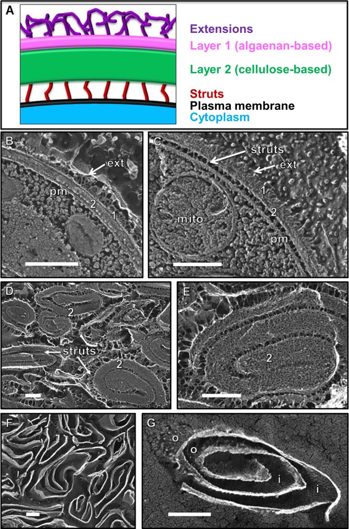 FIG 2