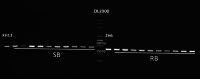 Supplementary figure 7