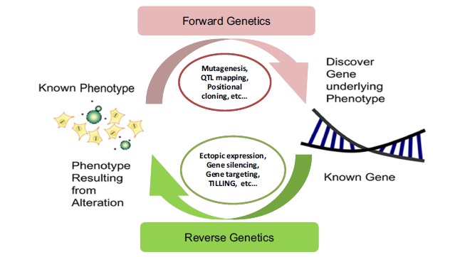 Fig. (2)