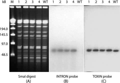 FIG. 2.