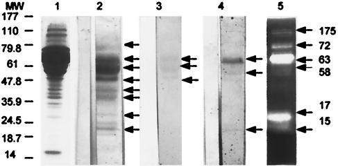 FIG. 5.