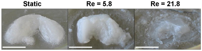 Appendix Figure 1