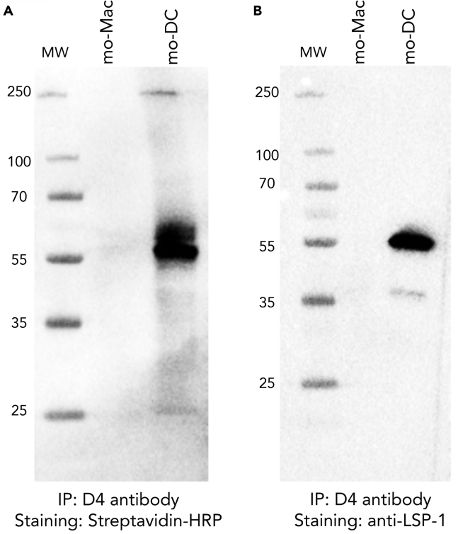 Figure 3