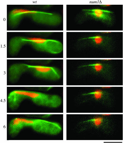 Figure 3.—