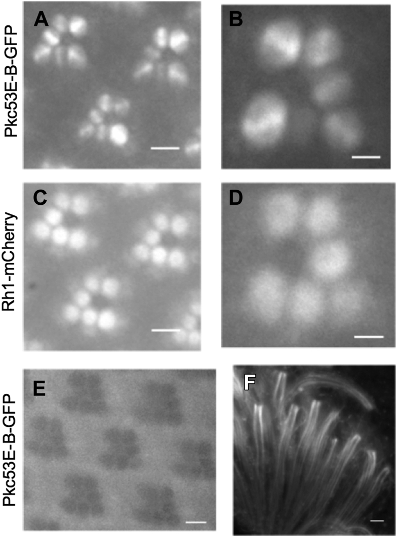 Figure 3