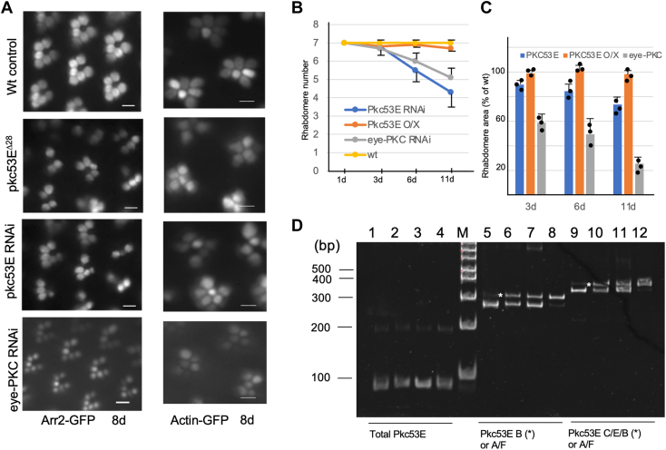 Figure 4