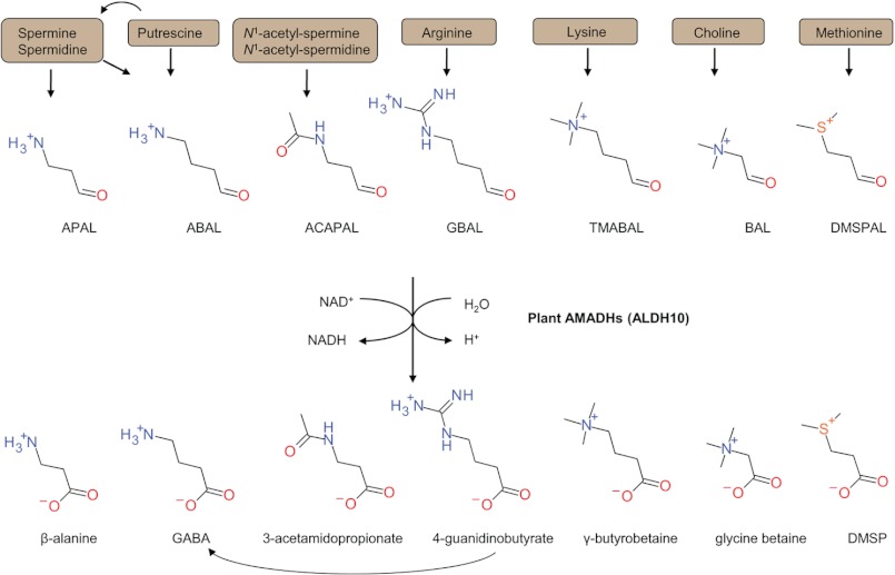 FIGURE 1.