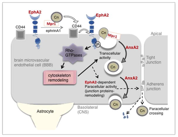 Fig 11