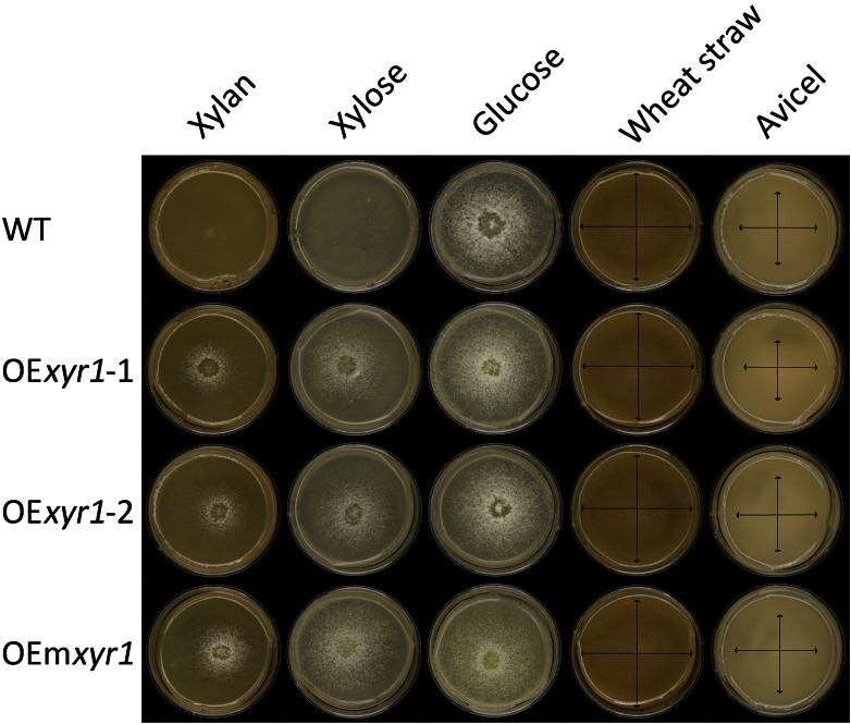 Fig. 1